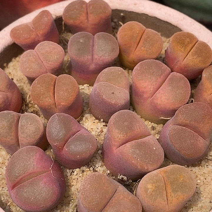 粉蛋糕风铃一颗