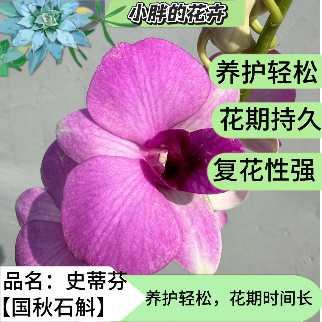 【小胖】秋石斛《史蒂芬》石斛兰盆栽栽培花卉基地直发