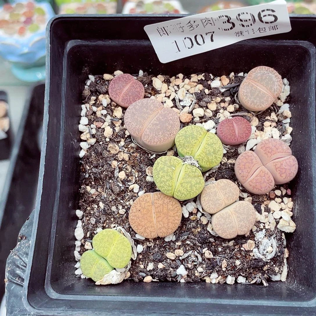生石花满18包邮1007-396