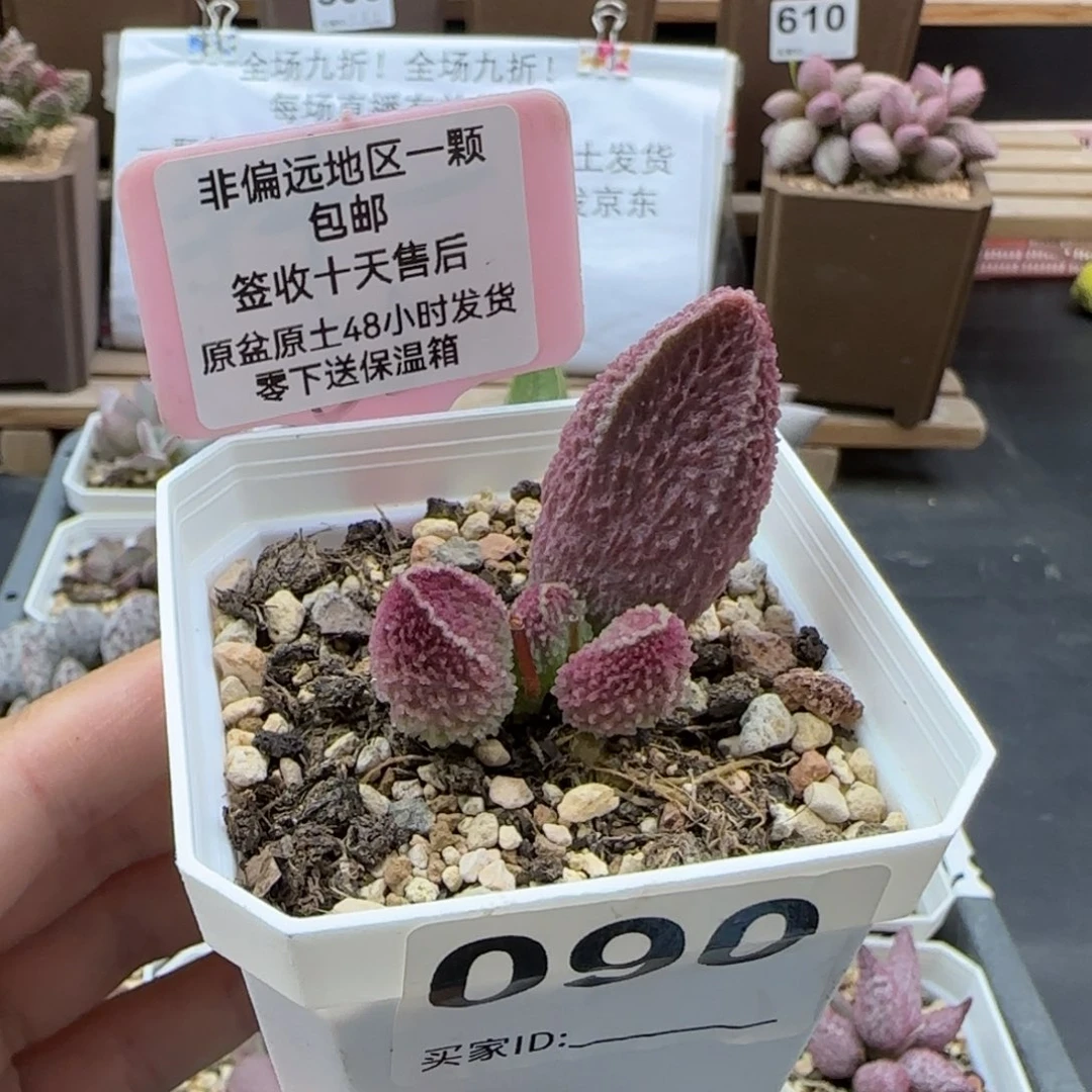090胖伍多肉植物