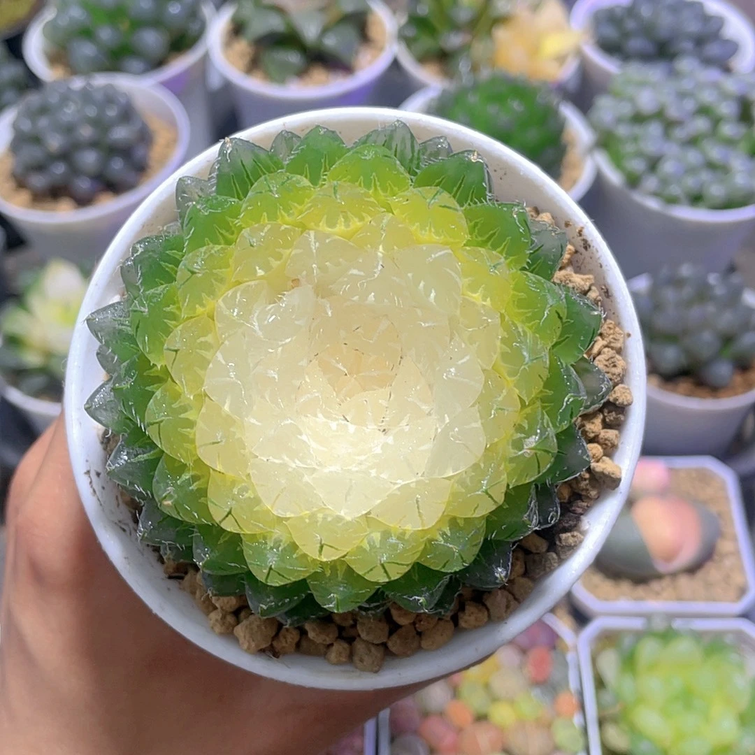水晶宝莲灯多玉露肉植物室内阳台客厅小型盆栽懒人绿植多肉玉露