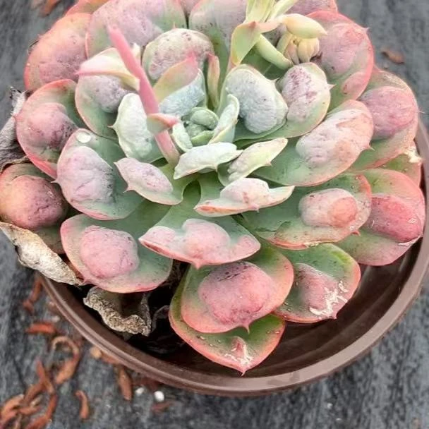 （雨滴120#） 小付多肉现场直播云南斗南多肉植物基地室内