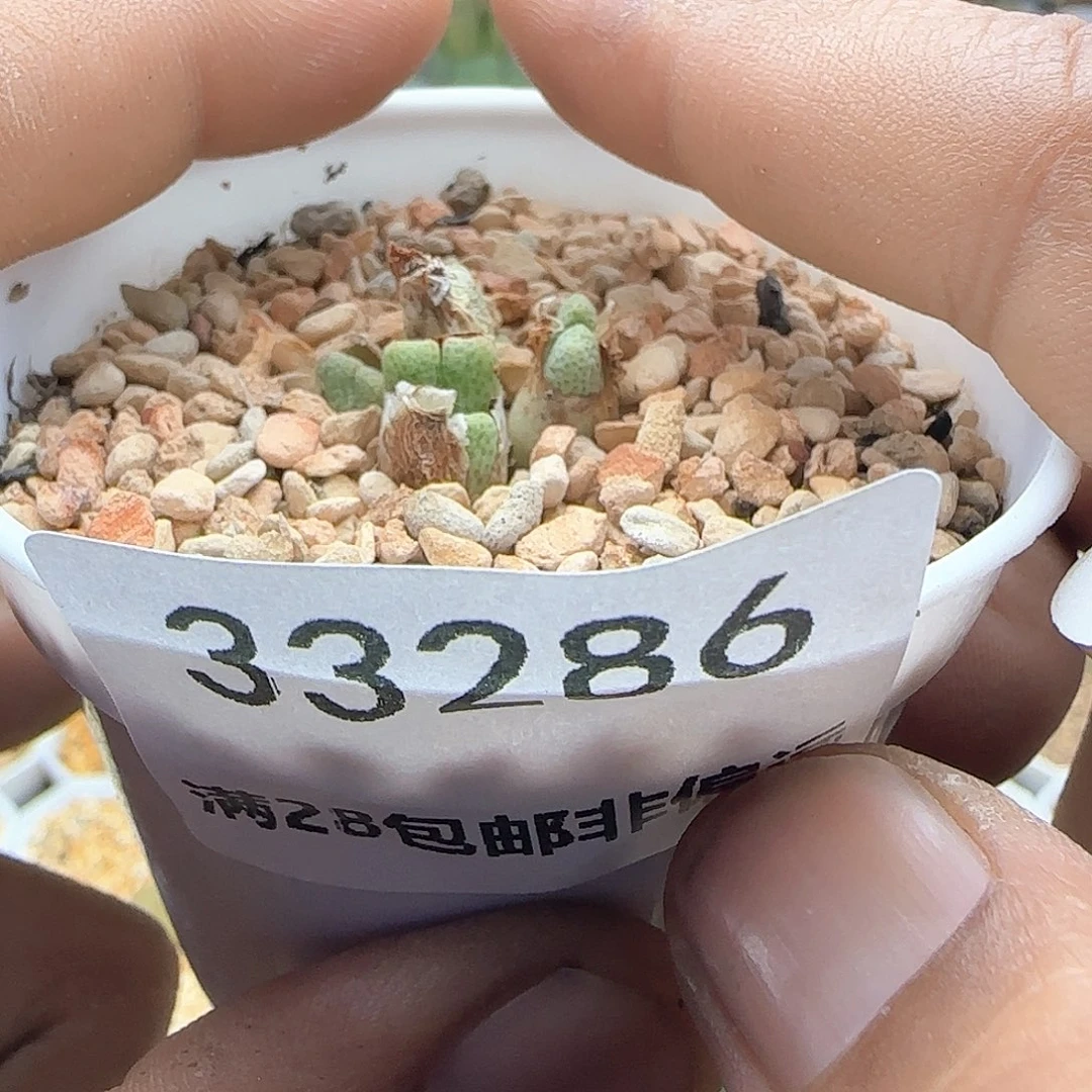 宁哈哈哈哈哈哈33286