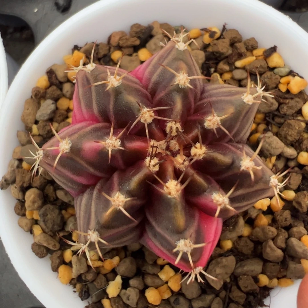 351 好看的米哈冲冲冲