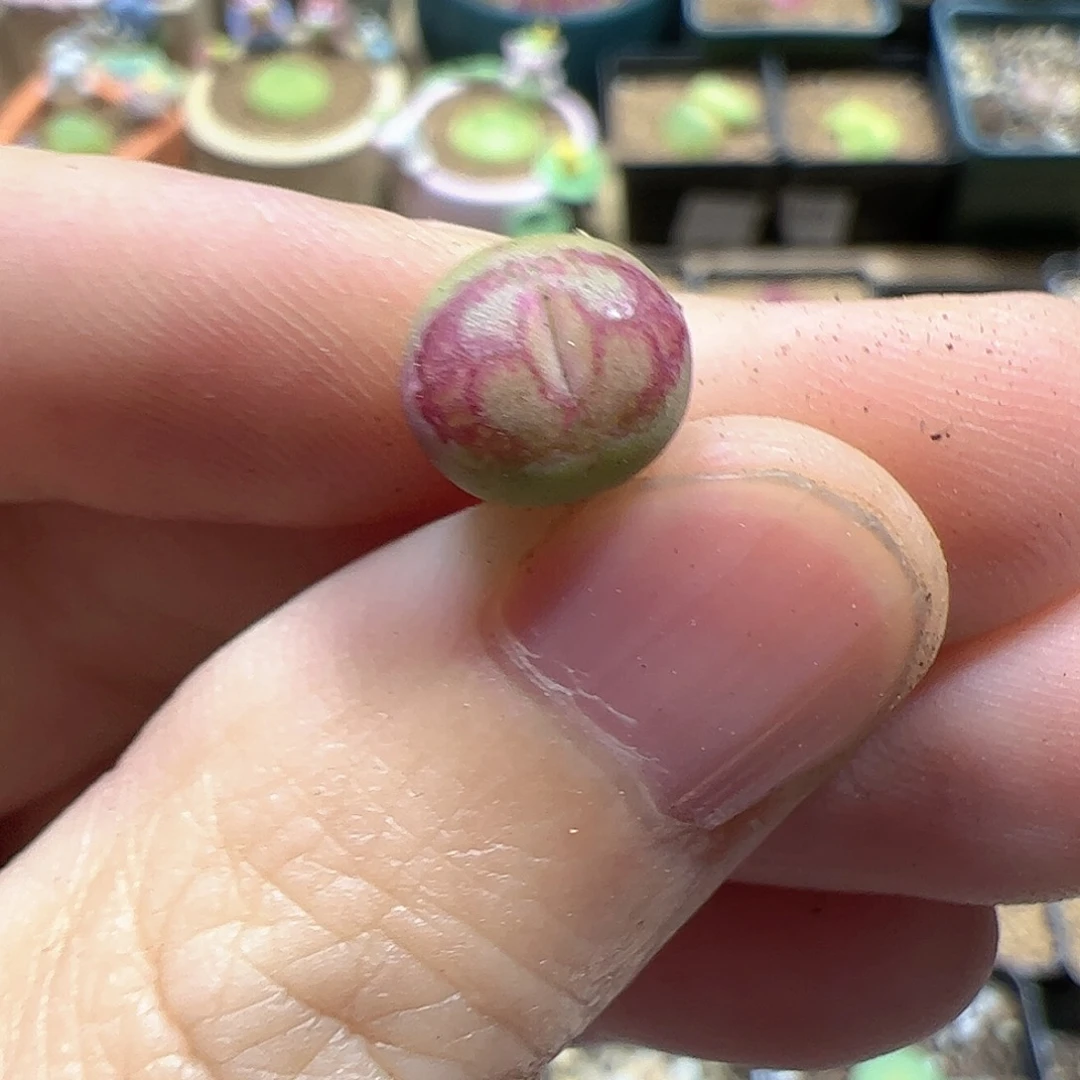 【闪购商品】294 变异