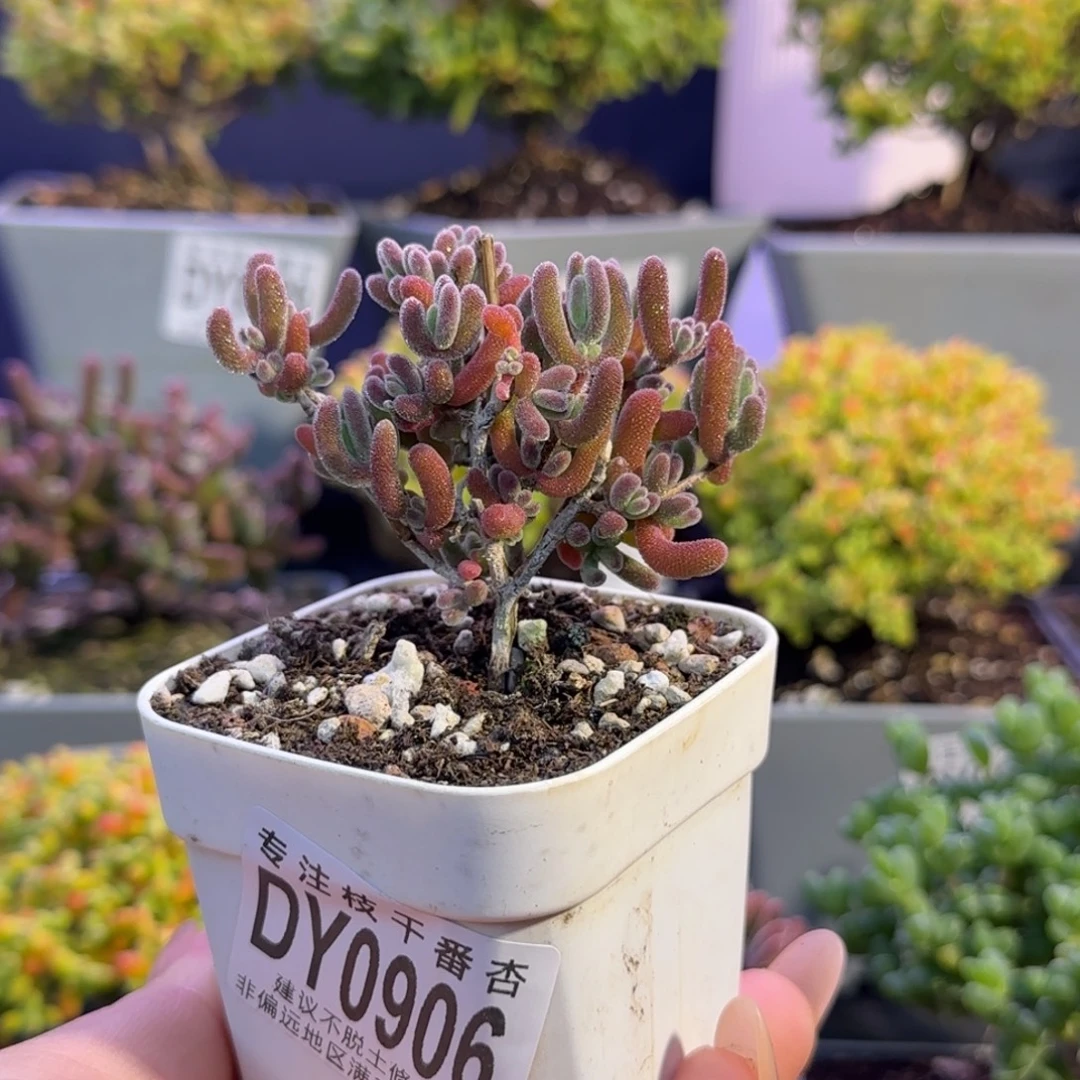 dy0906冰荔直杆三岔