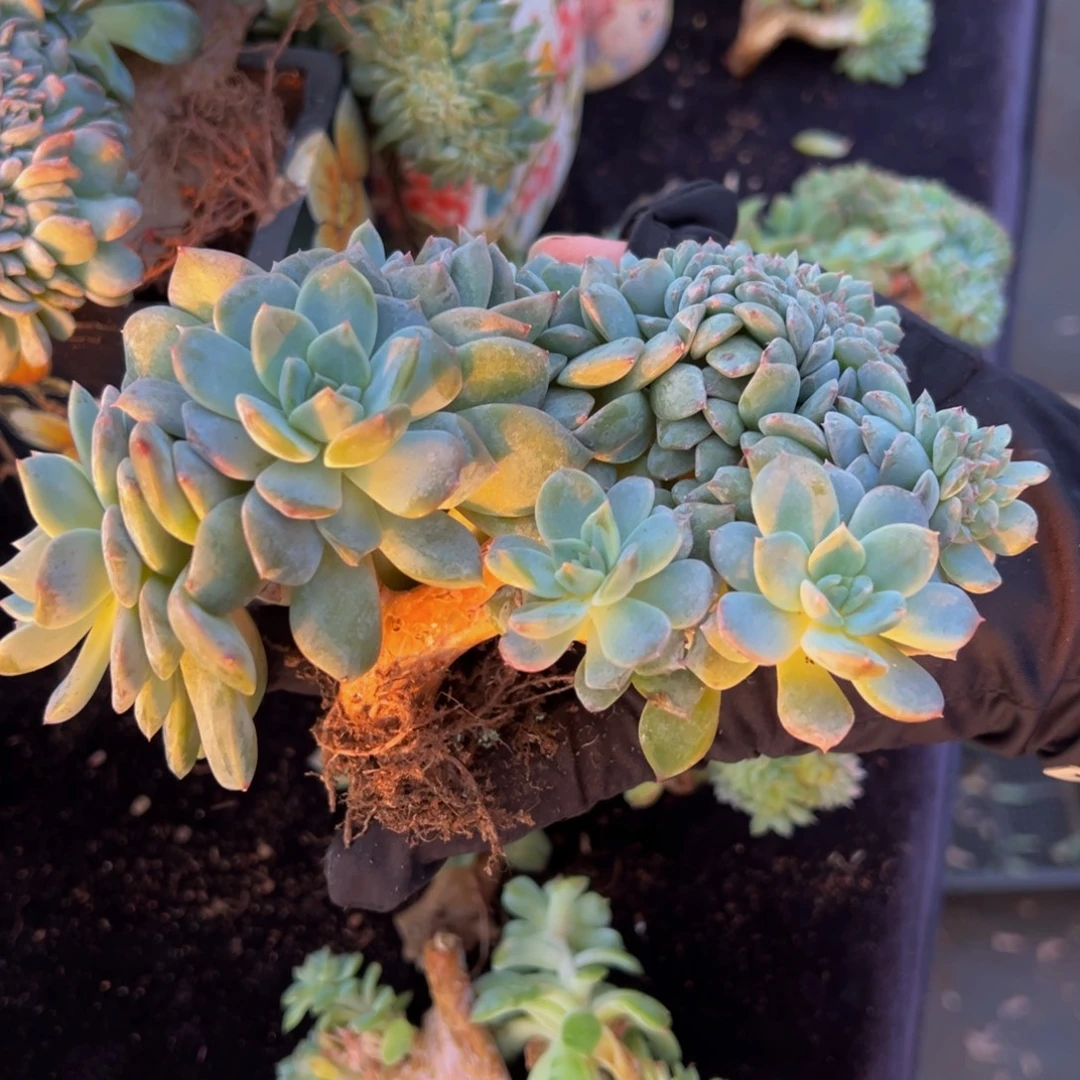 冻***腐秘境琥珀缀乌梅子