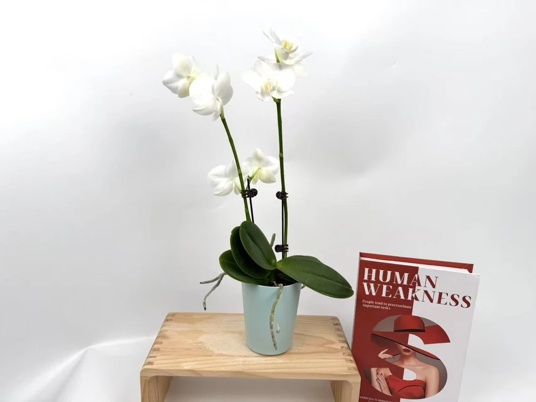 蝴蝶兰【阿玛】花苗盆栽带花剑花苞客厅室内四季好养观赏花卉