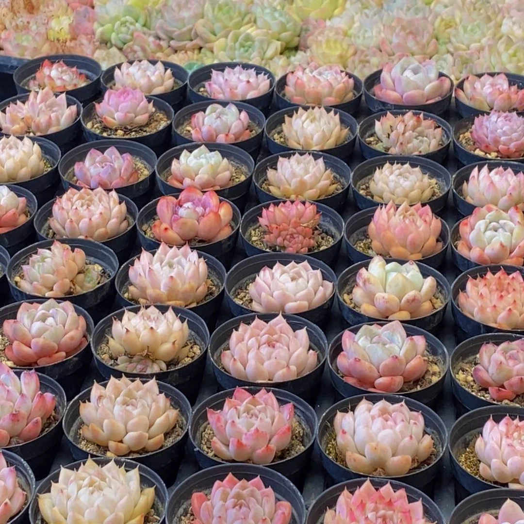 884多肉植物保护研究所所长助理