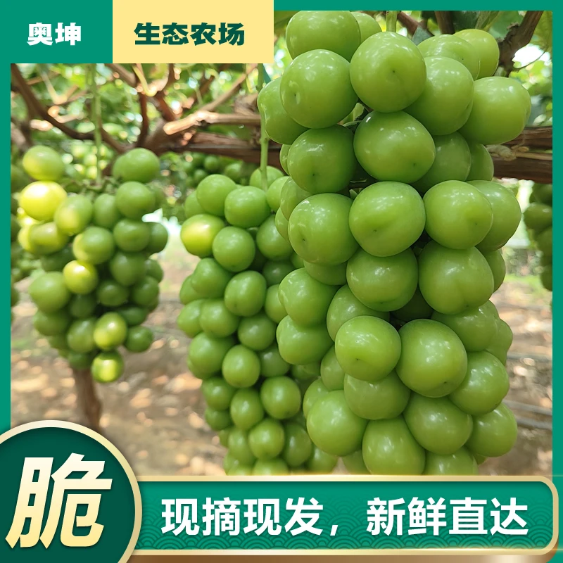 奥坤农场现摘现发阳光玫瑰葡萄爆甜多汁青脆香甜当季新鲜水果