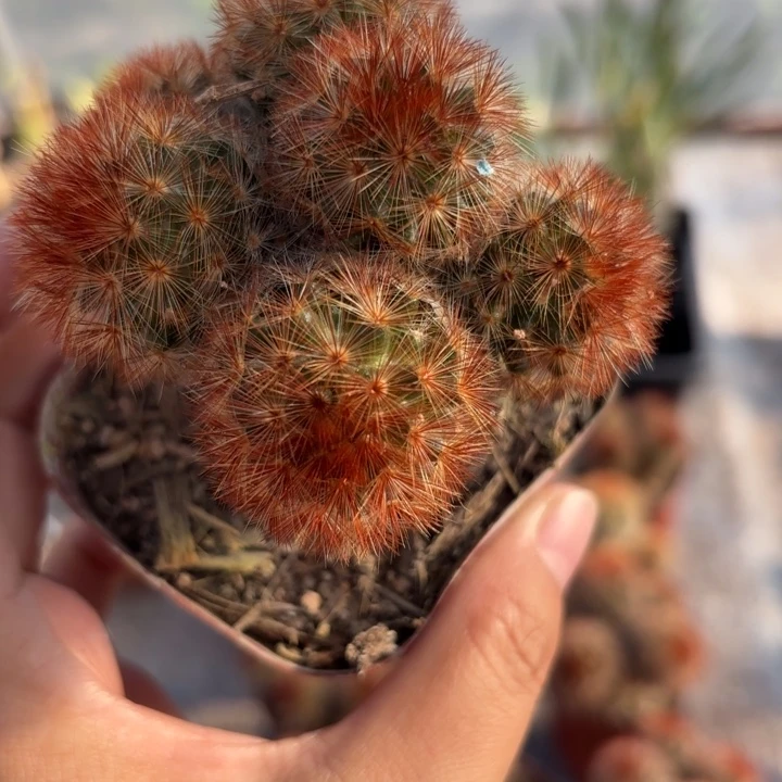 8059 群生实生红刺嘉文