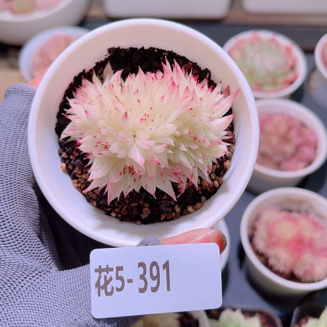 花05-391麦秆群生