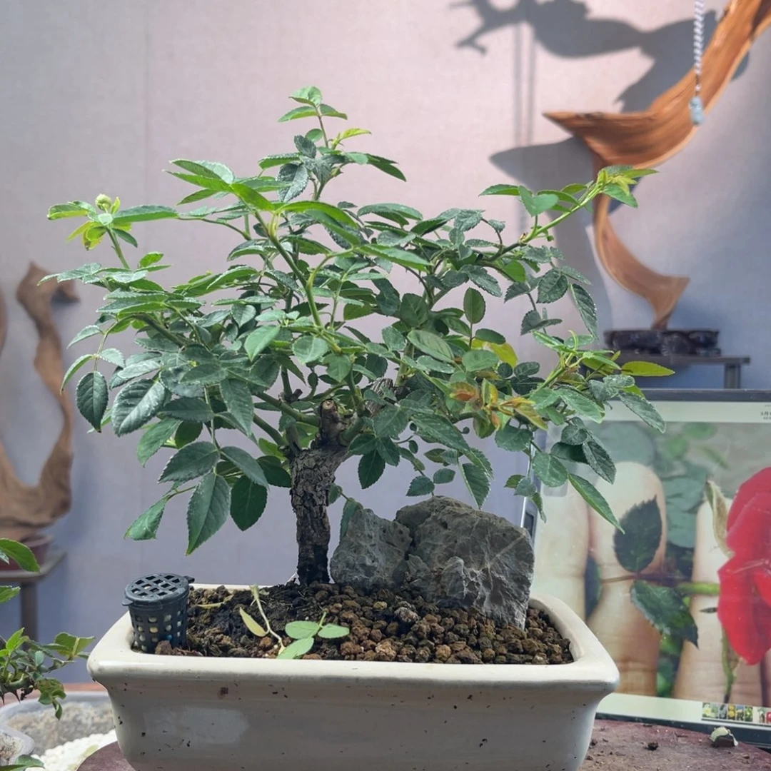 莫***凡少量花朵（建议范围：2朵-5朵 或40%以下）