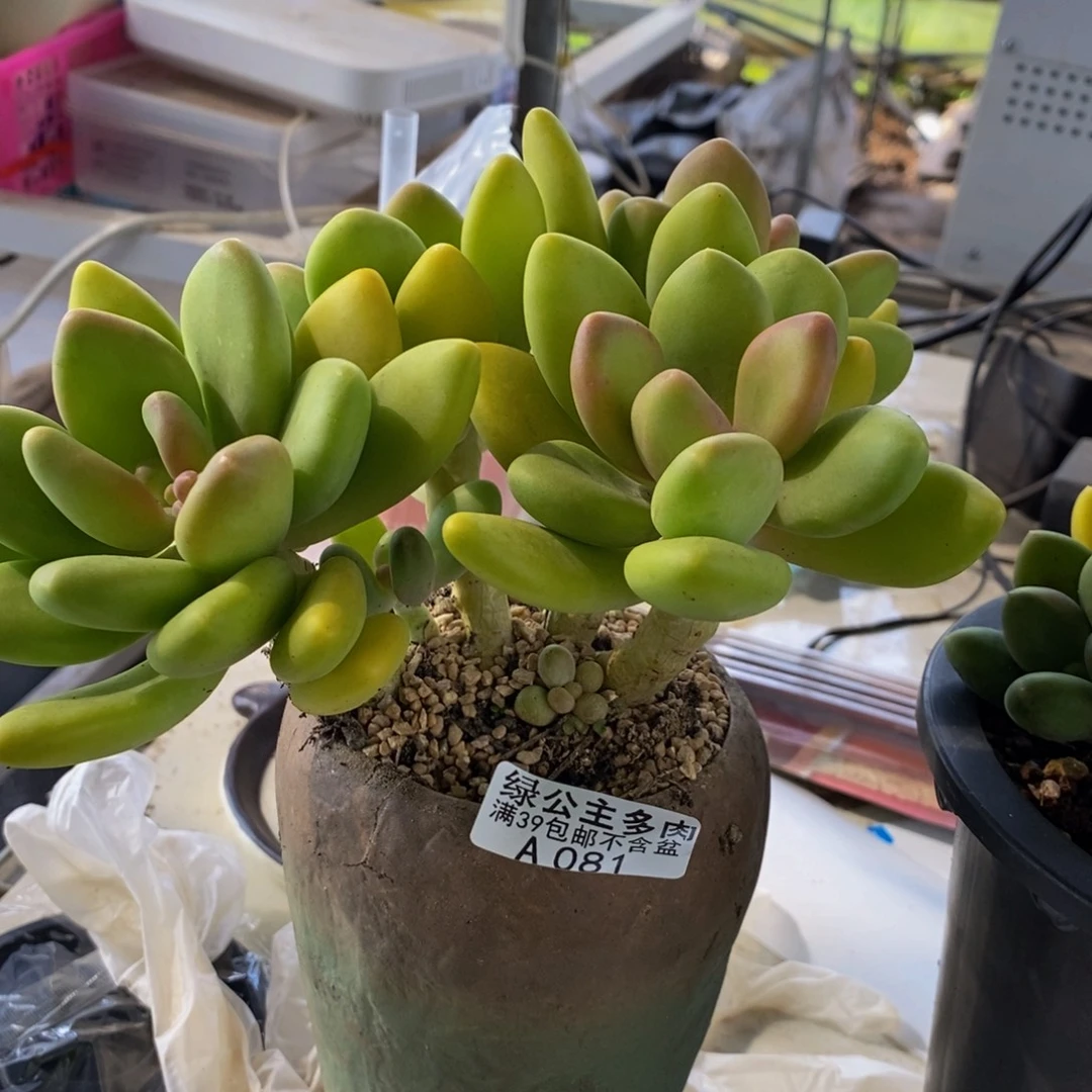 快***丫081芒果奶16cm多肉