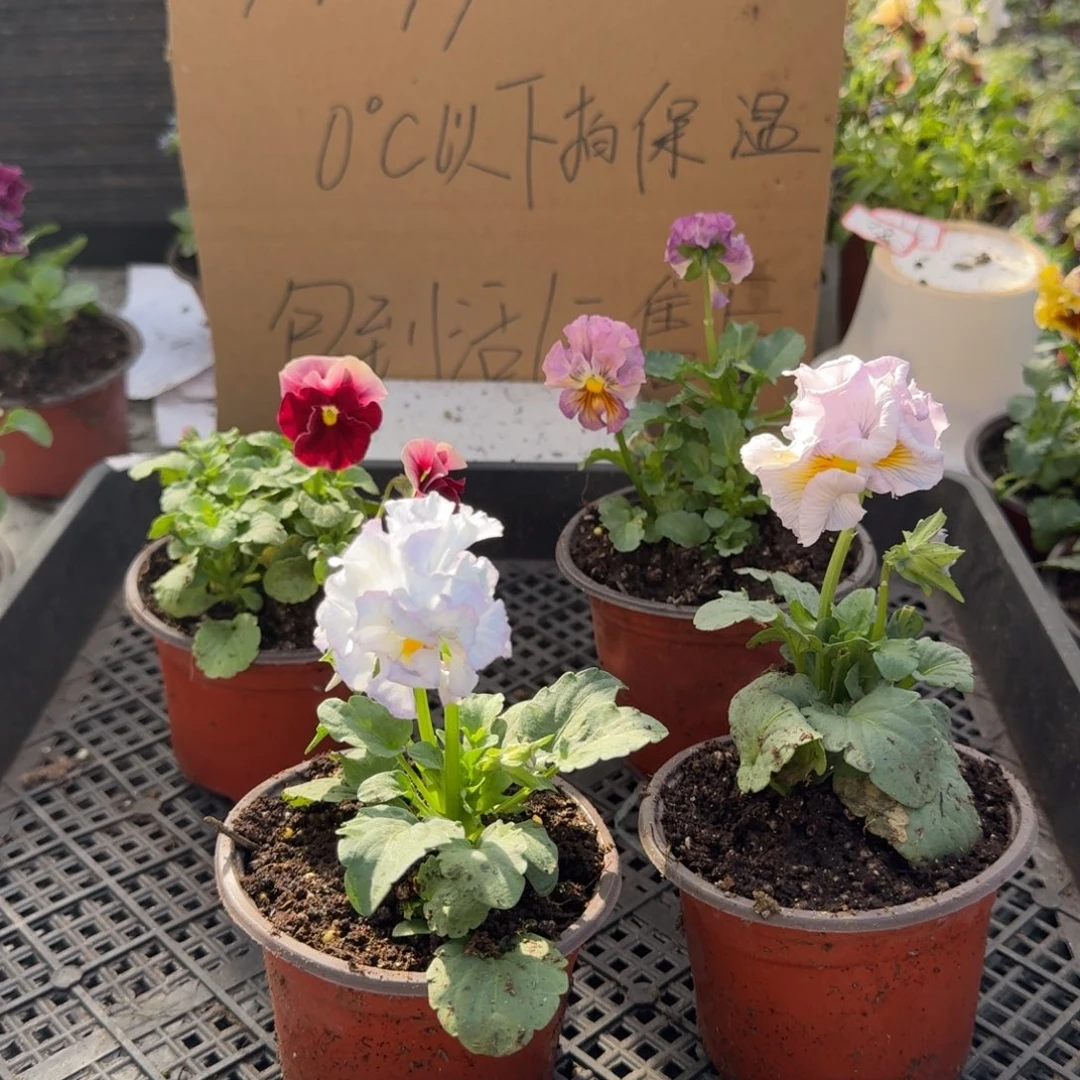 大部分花苞少量开放101