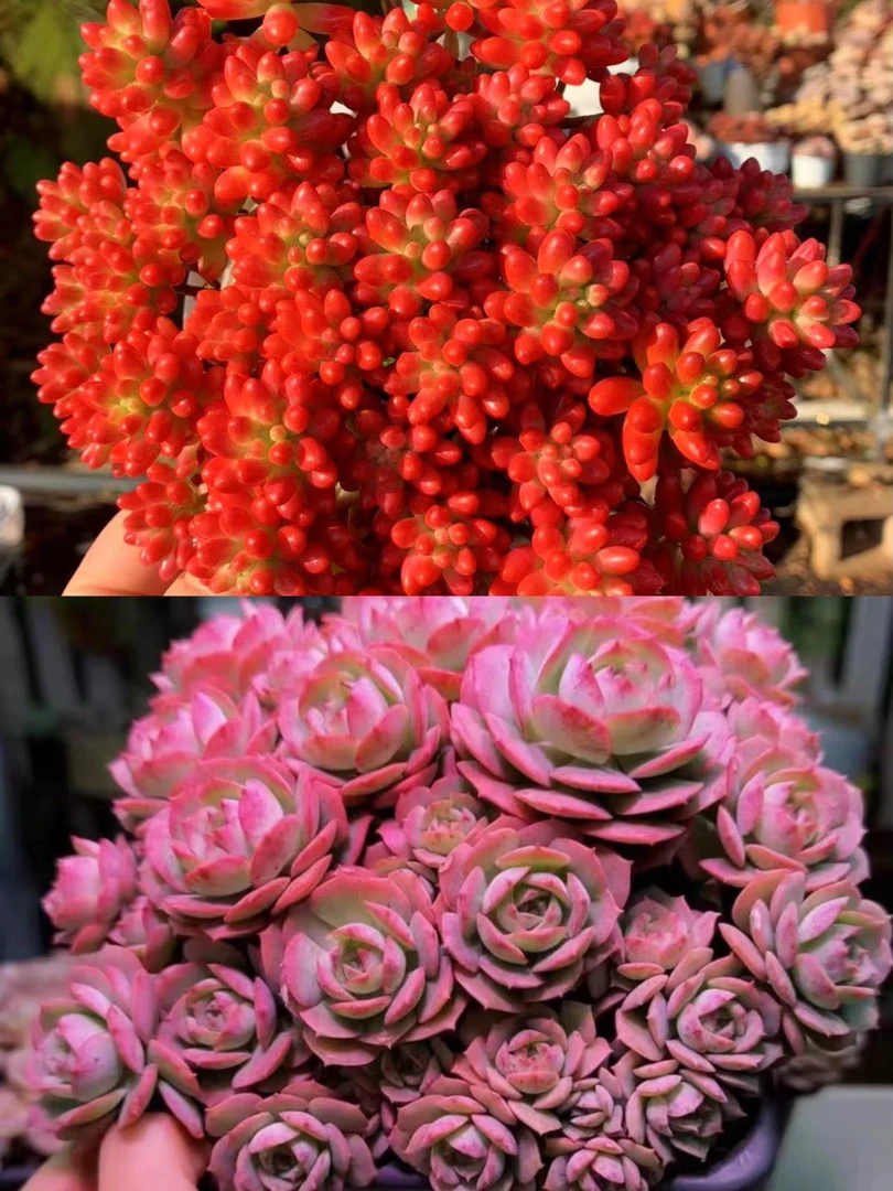 K红葡萄+克罗地亚玫瑰 拍一发二福利组合喜阳耐冻带盆带土