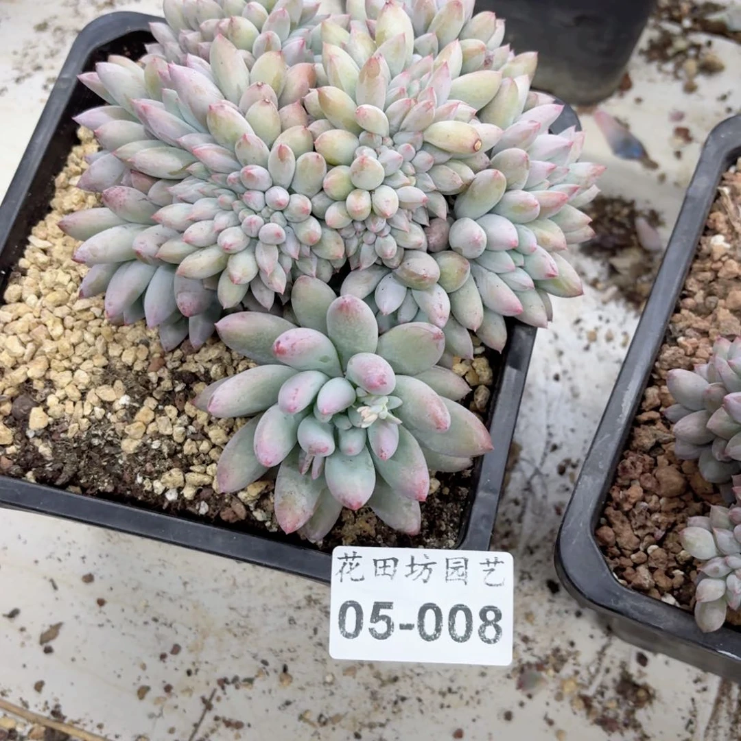 05.008所罗门缀化