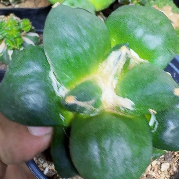 无花朵大尤丸叶391