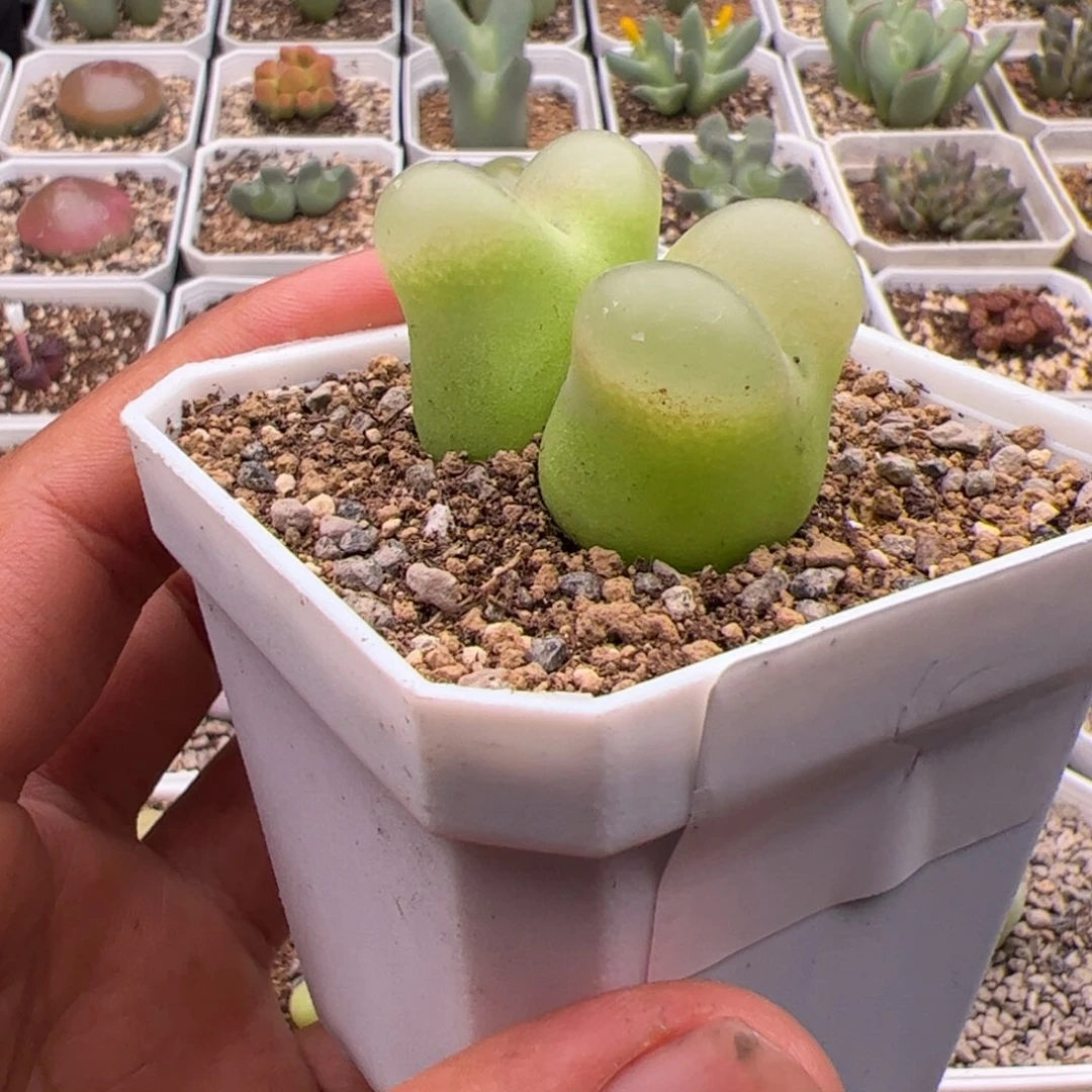 9.17毛多肉植物5号