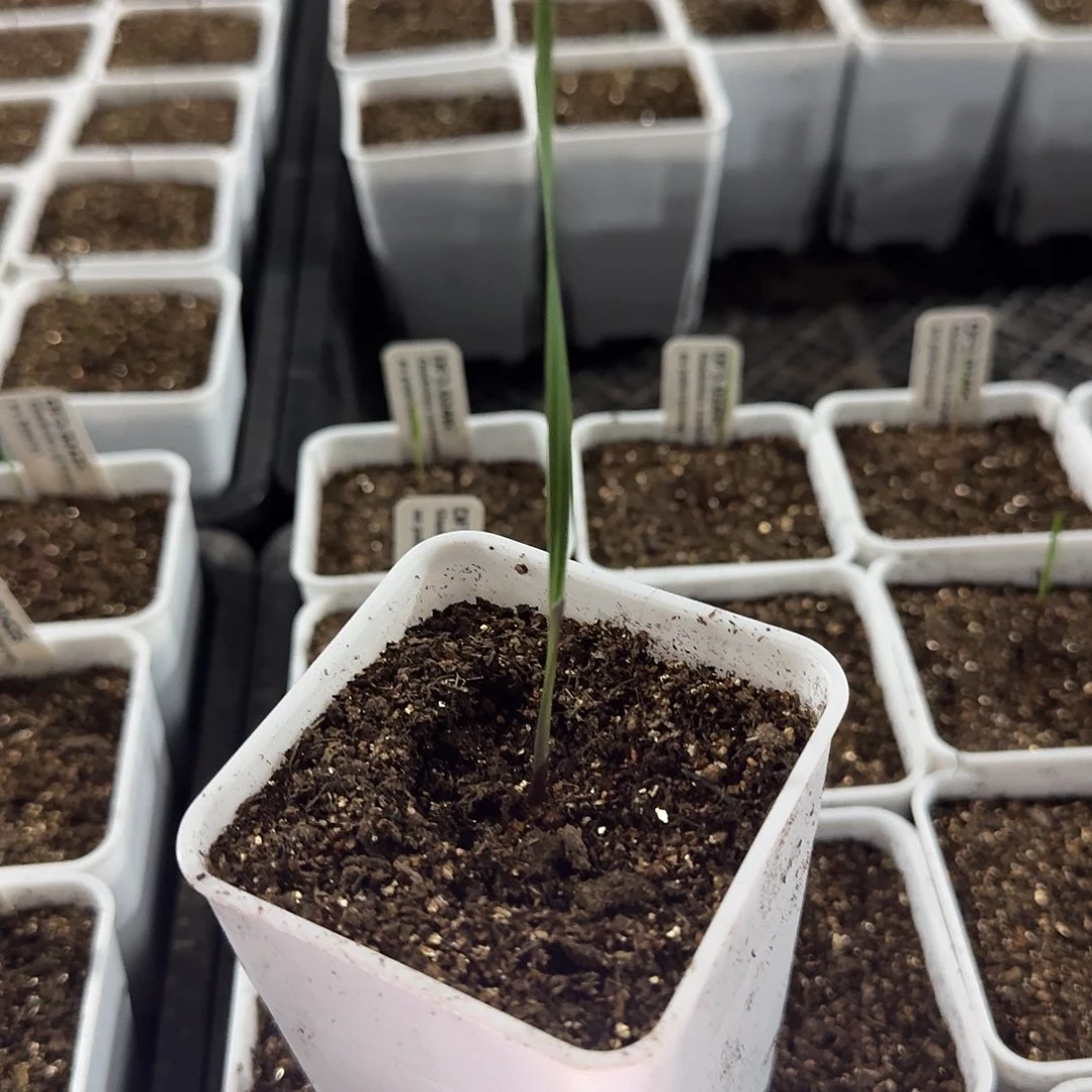 氼***变色剑兰带盆一个