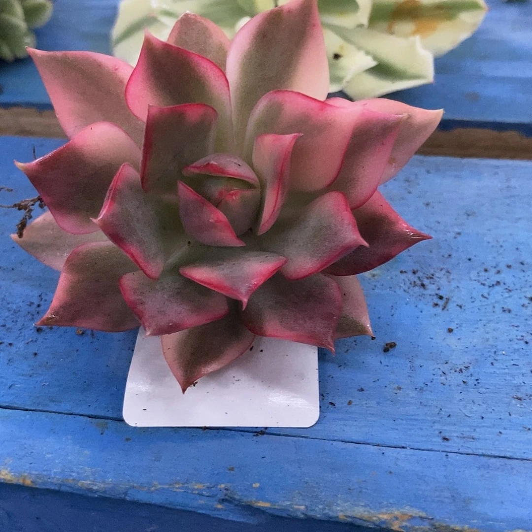 516宝莲灯锦火莲锦炸多肉植物