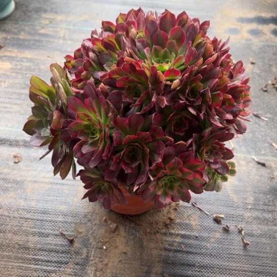 安娜一颗包邮福利