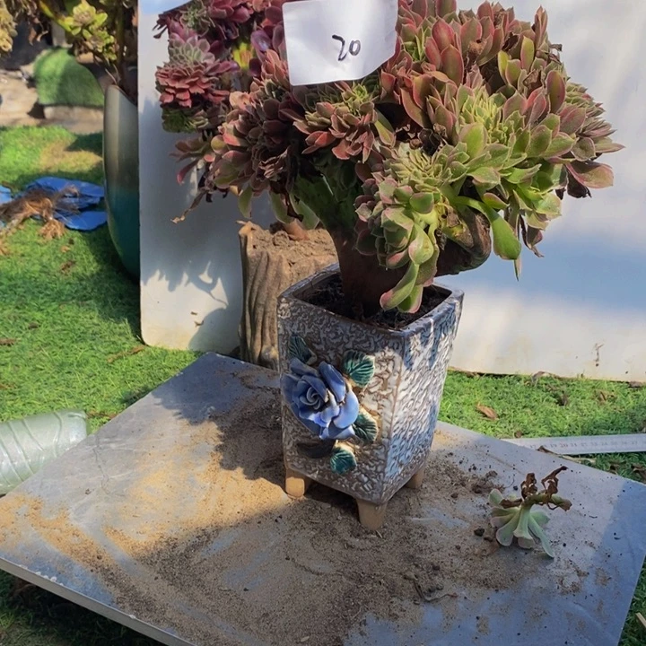 A***风完全开放20号女神缀化多肉1颗多肉