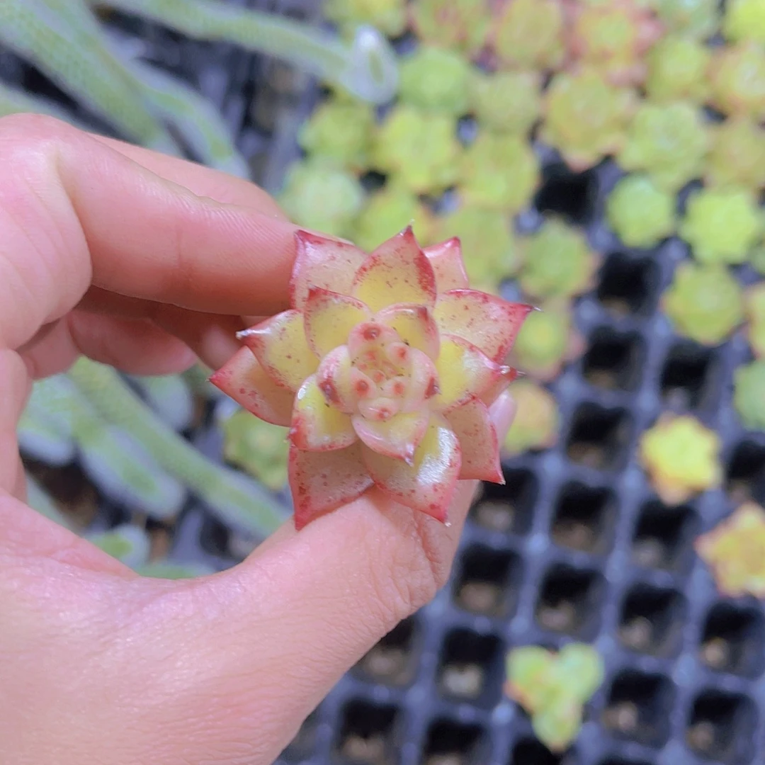 精品乌白多肉植物满9.9包邮