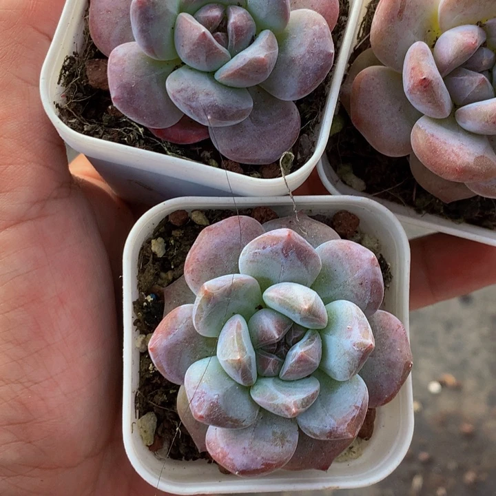 星影3颗  （满9.99包邮不满9.99发叶子）