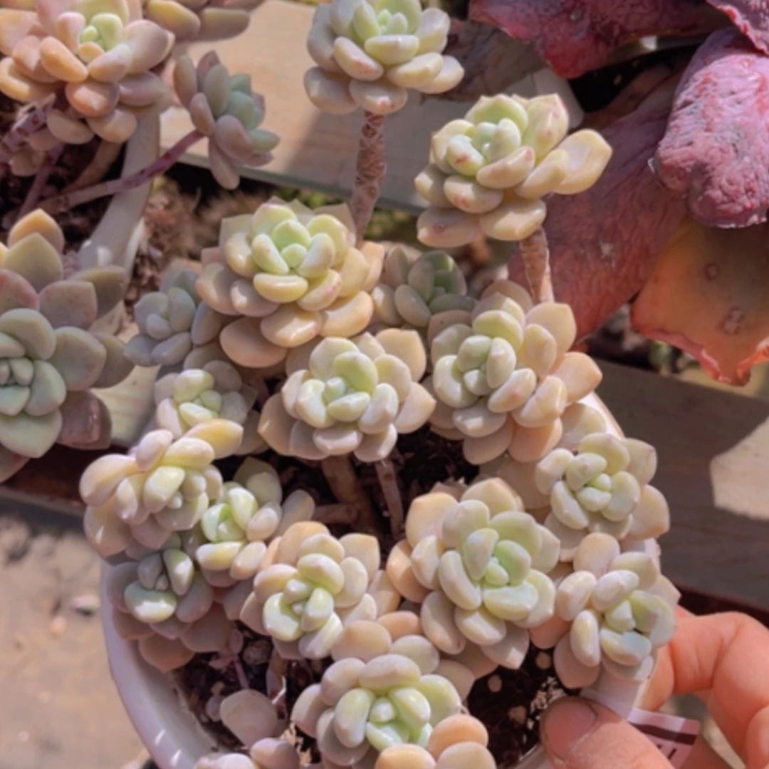 【闪购商品】克洛伊17220