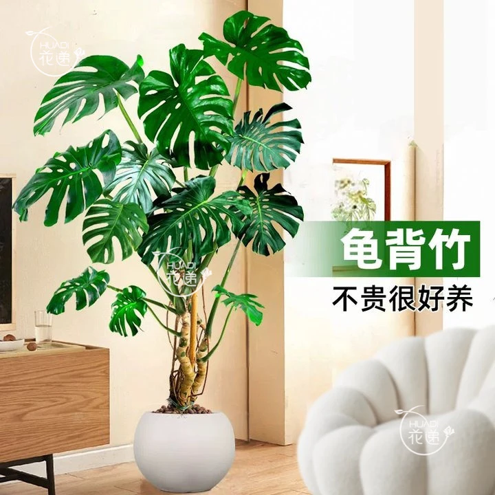 【招财龟背竹绿植】室内大盆绿植盆栽送朋友乔迁新家公司开业礼物居家（花盆随机）同城花店送花上门鲜花小时达