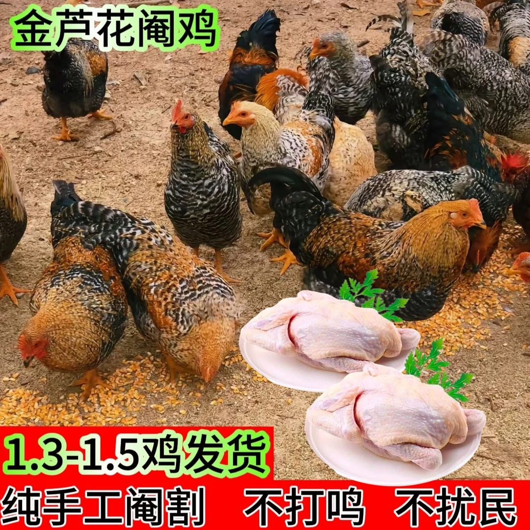 【广西抗病王】金芦花阉鸡纯手工阉割不打鸣外观靓丽线鸡扇鸡整鸡