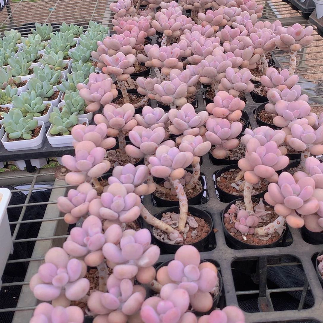 两颗桃蛋2345678899999