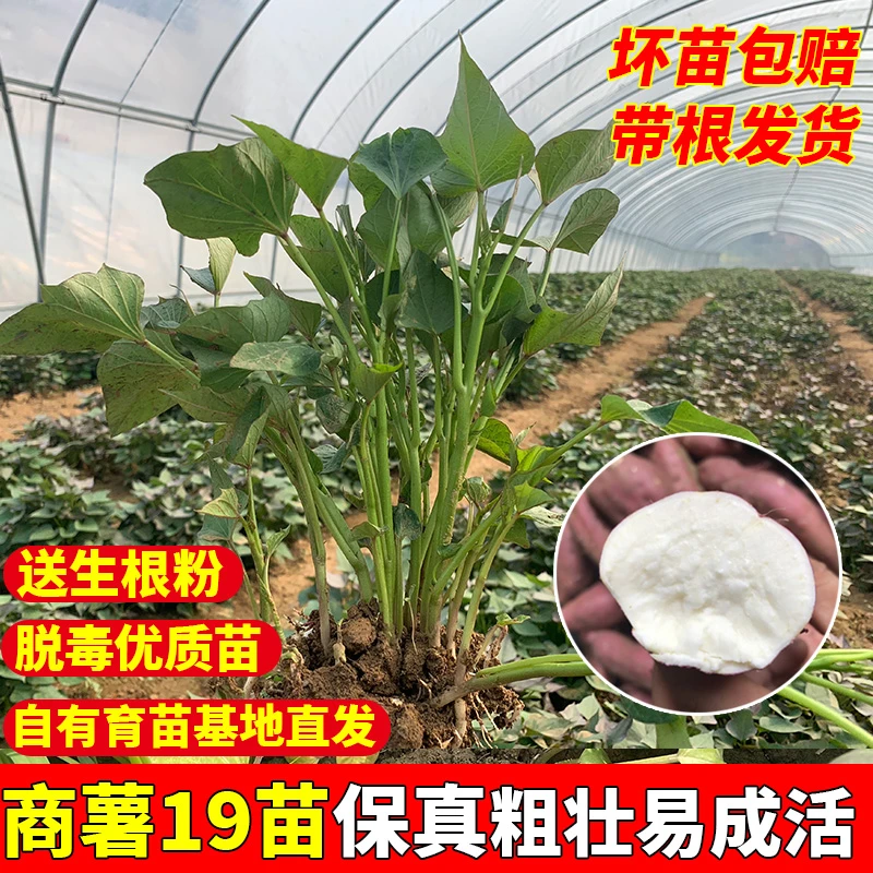【商薯19】白心板栗薯苗高产地瓜秧苗打粉番薯苗地瓜苗红薯秧苗