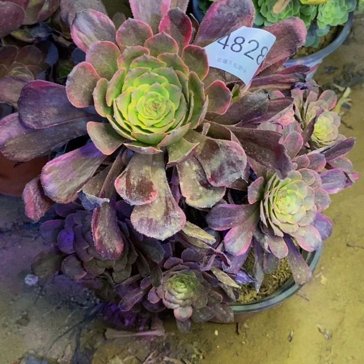 金刚多肉断头不包4828