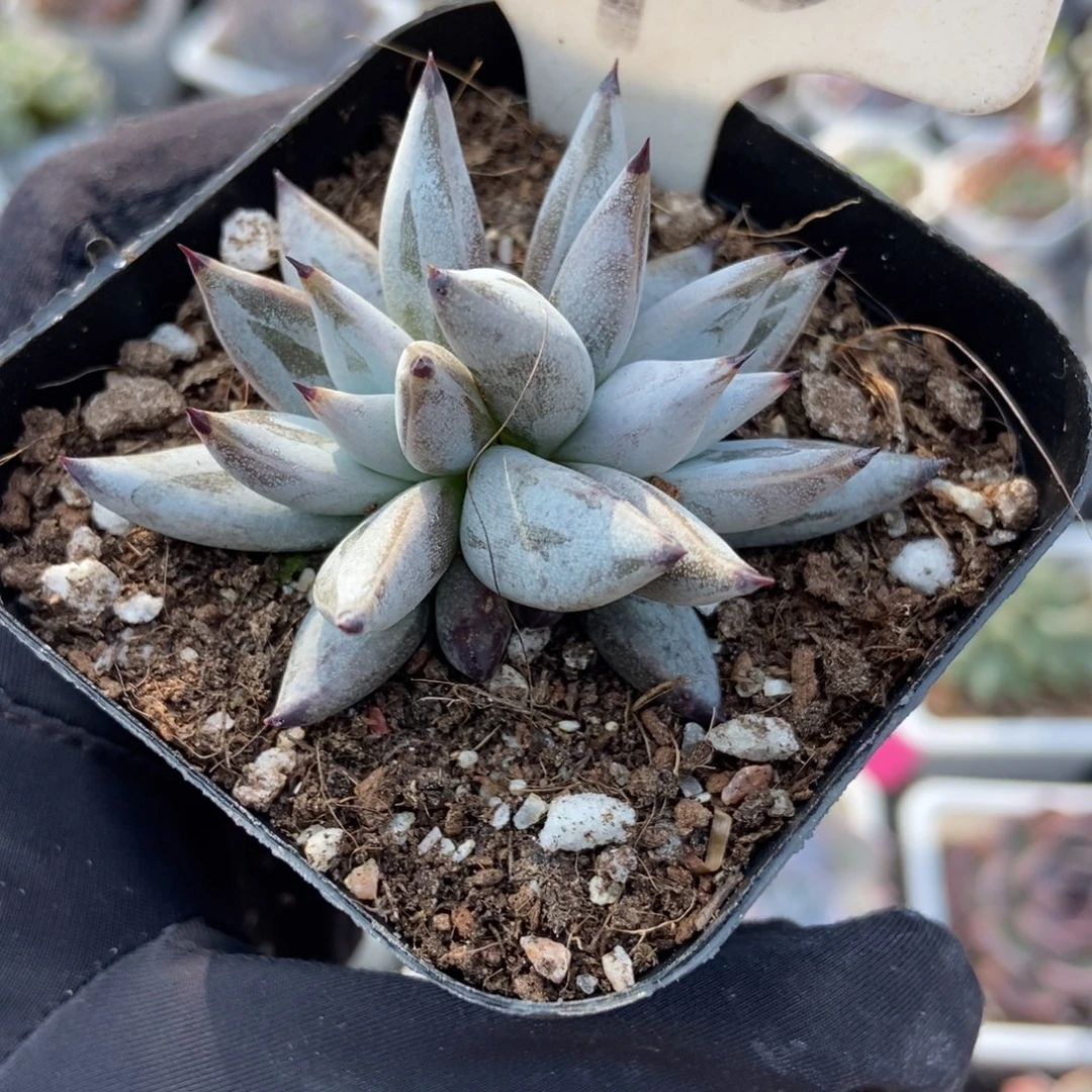 993魔爪多肉植物多肉