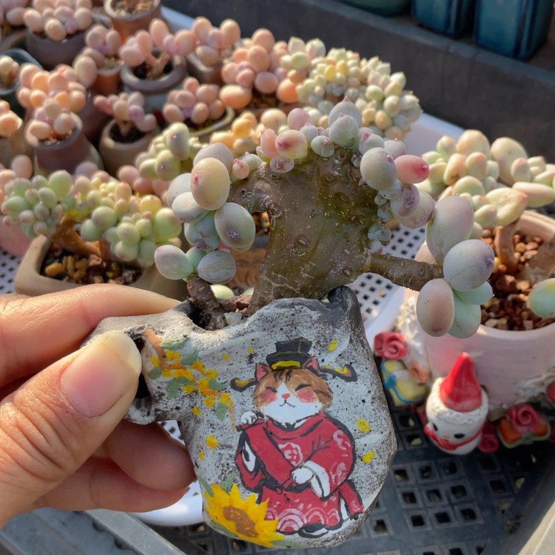 苹果奶缀多肉没盆