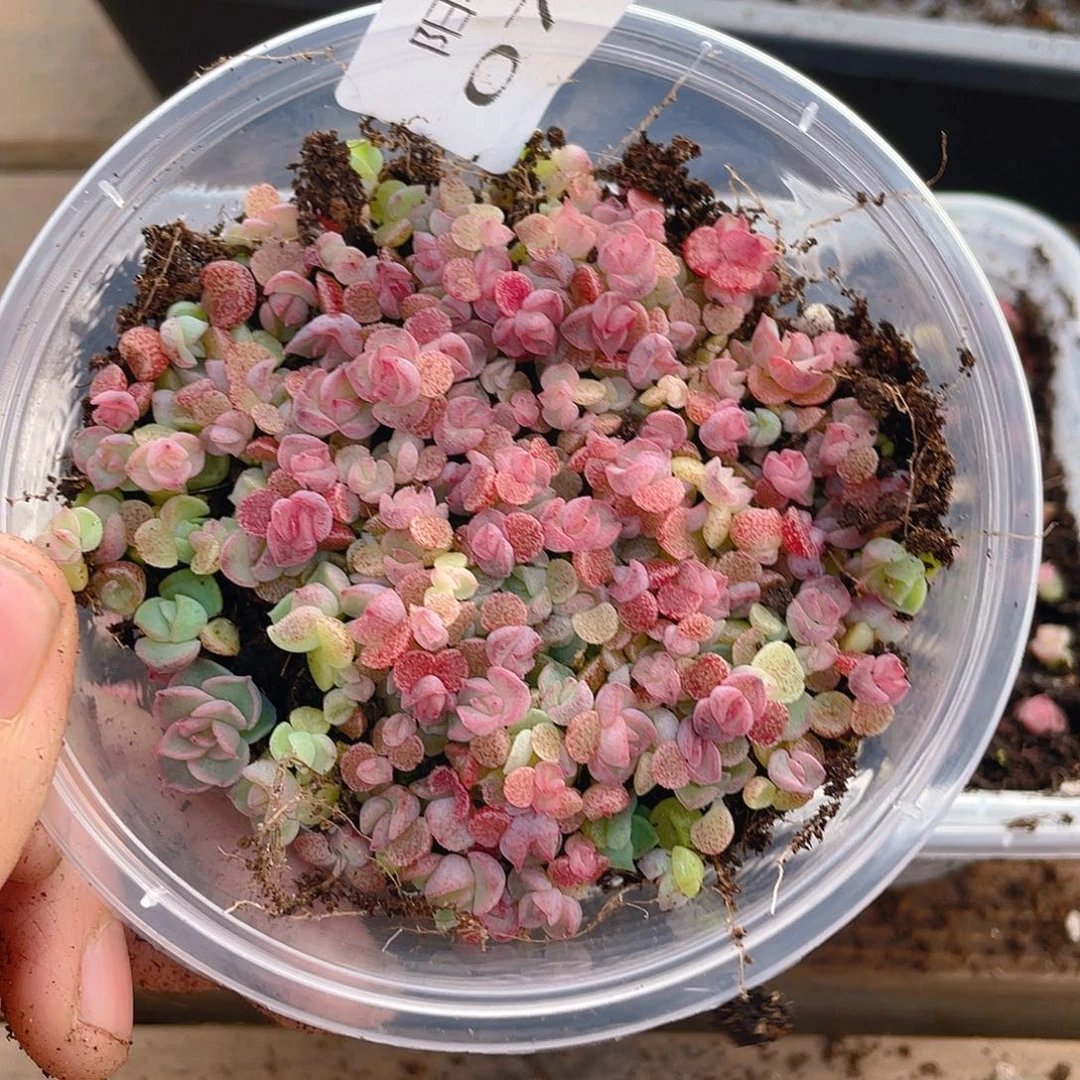 多肉植物多肉植物732