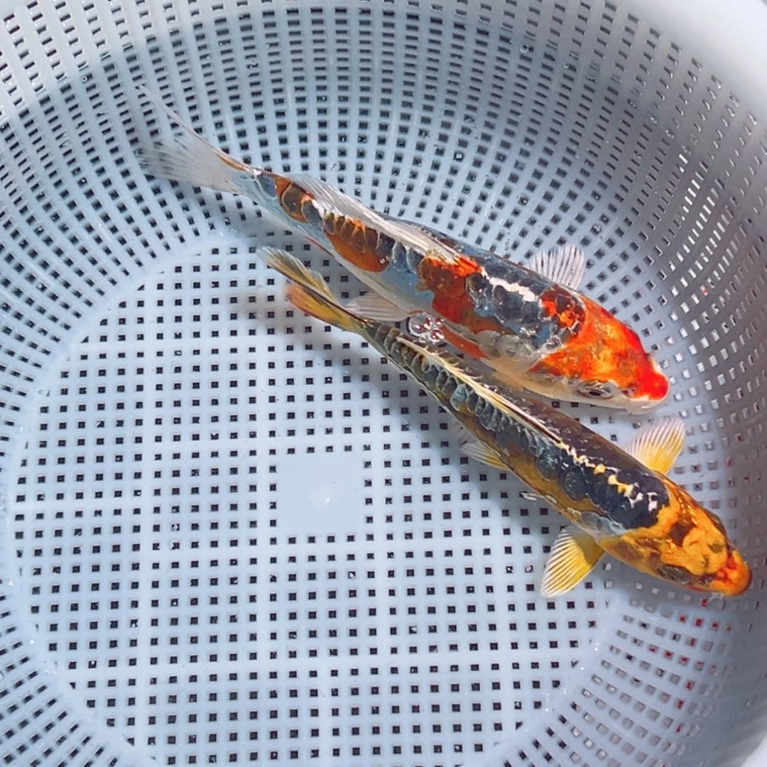 锦鲤锦鲤观赏鱼1111