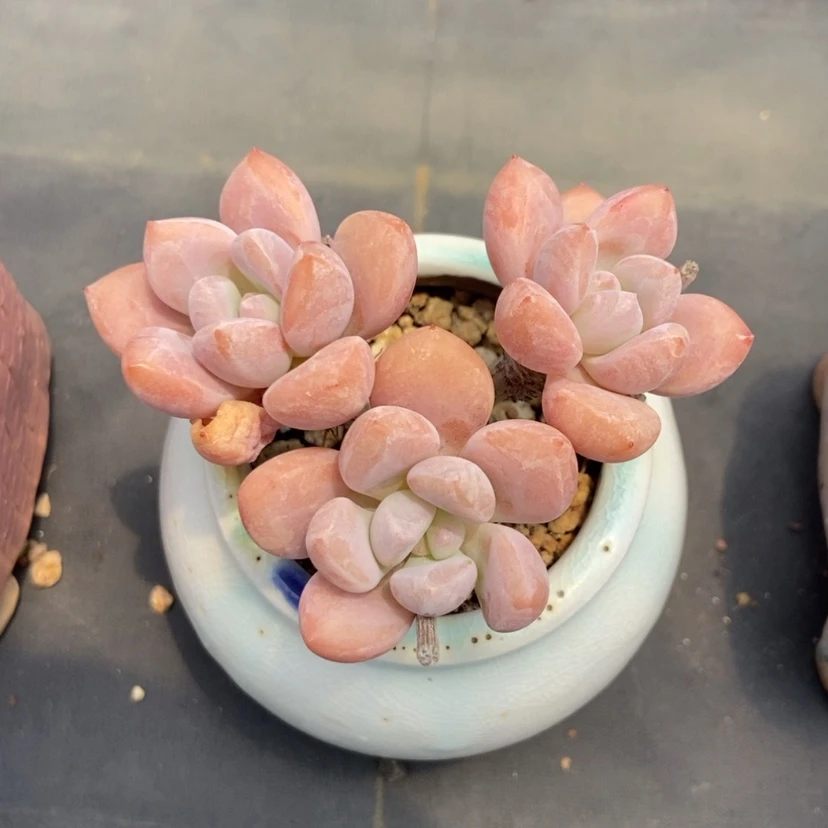 【闪购商品】奥普带盆