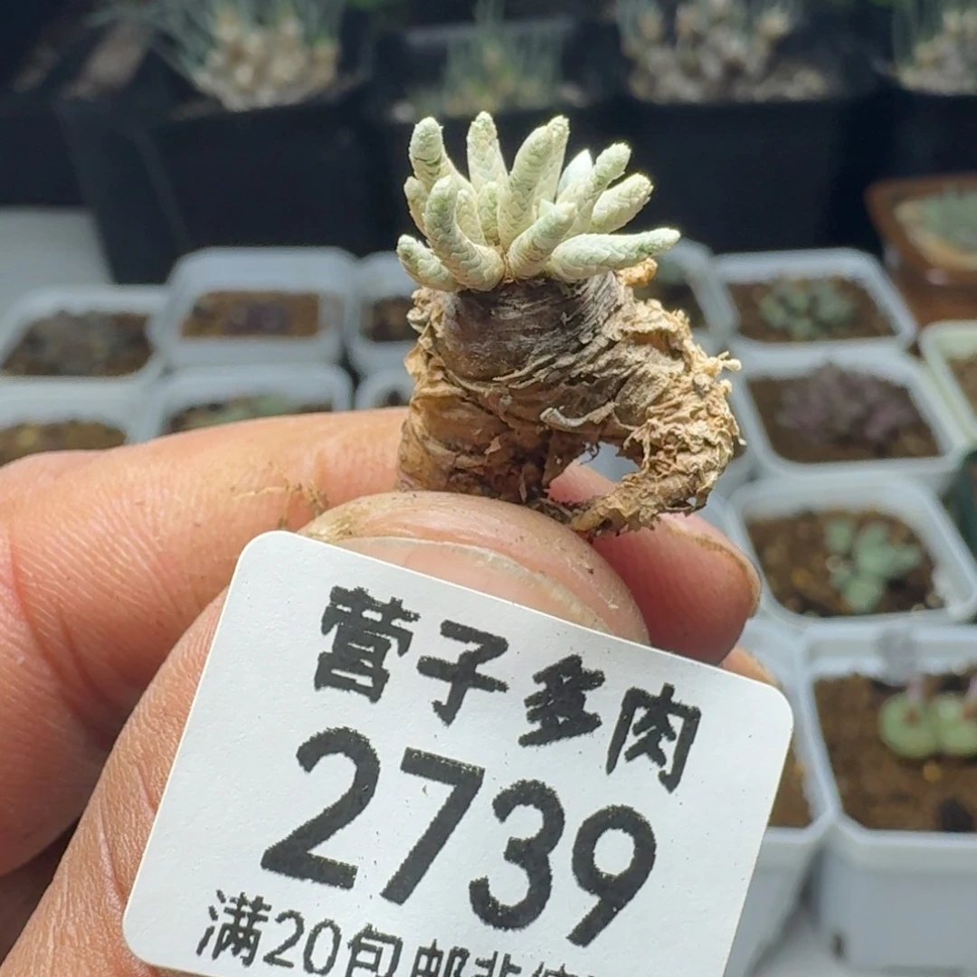 红花韧锦。   脱土。
