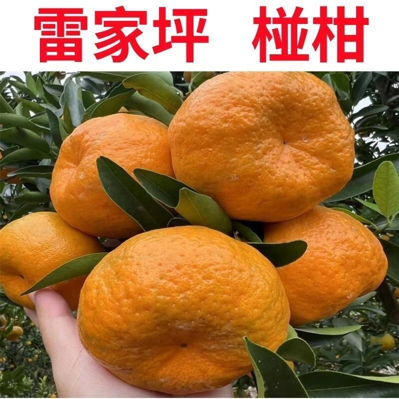 现摘爆汁椪柑 湖北巴东椪柑 皮薄易剥酸甜多汁整箱包邮