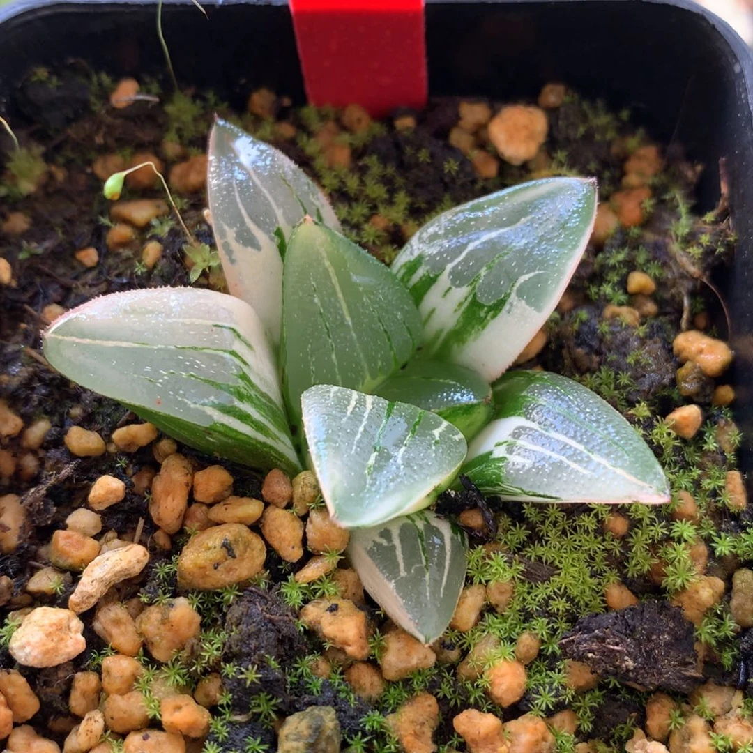 潦**狗光面寿锦，带盆发货