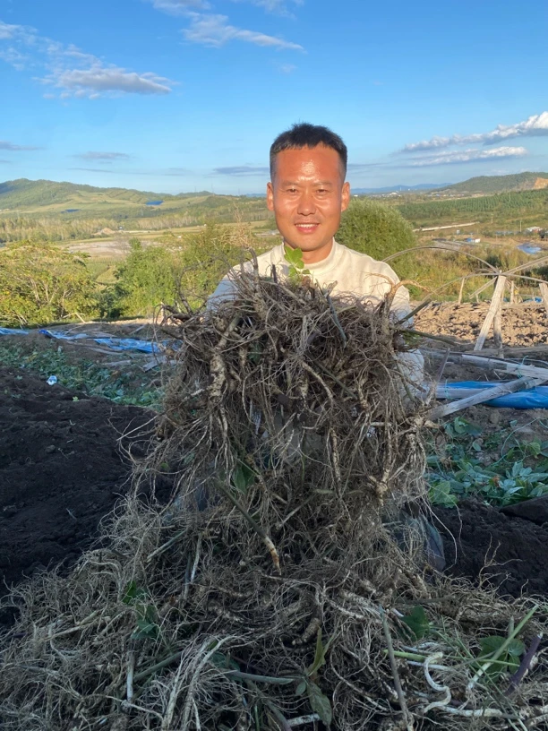 长白山鲜人参~现挖出土~桶货~半斤