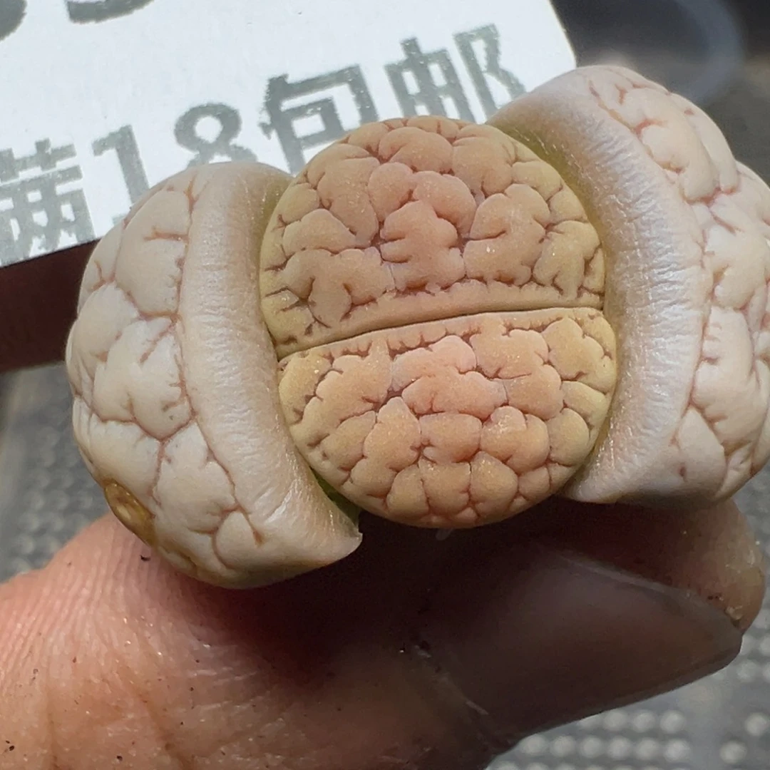 【闪购商品】 336。