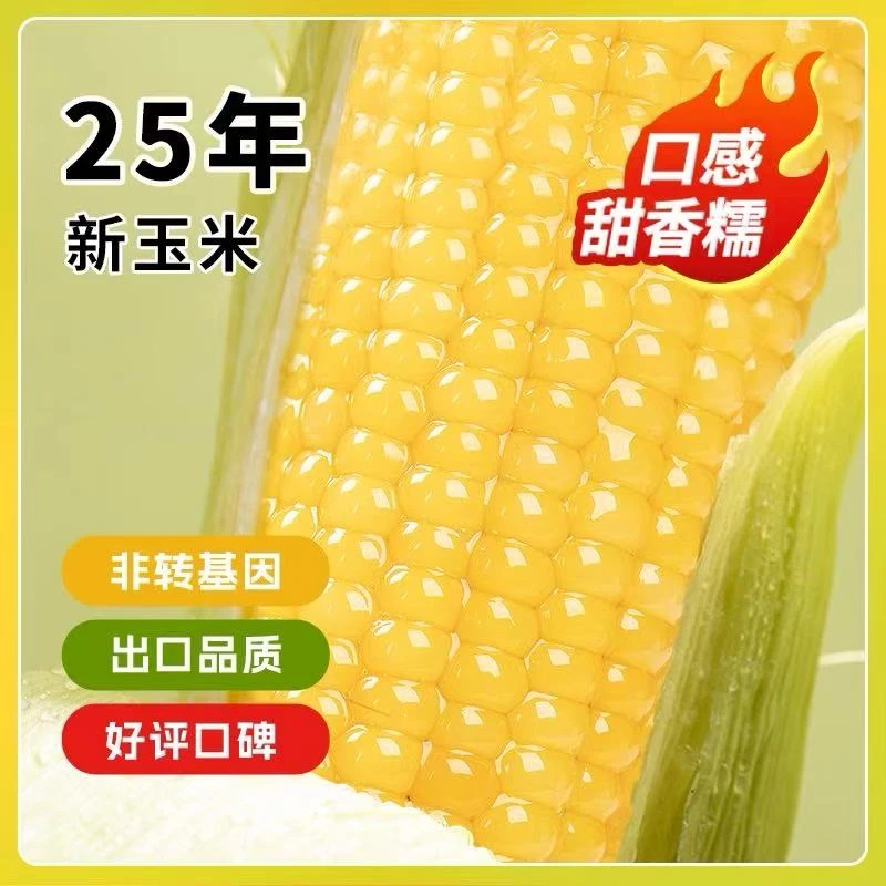 新疆谷米滋非转基因真空黄糯玉米10根粗粮代餐