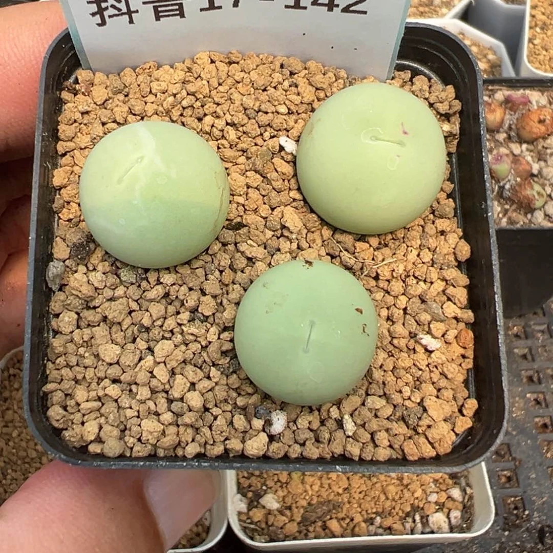 17-142鸽子蛋多肉植物，