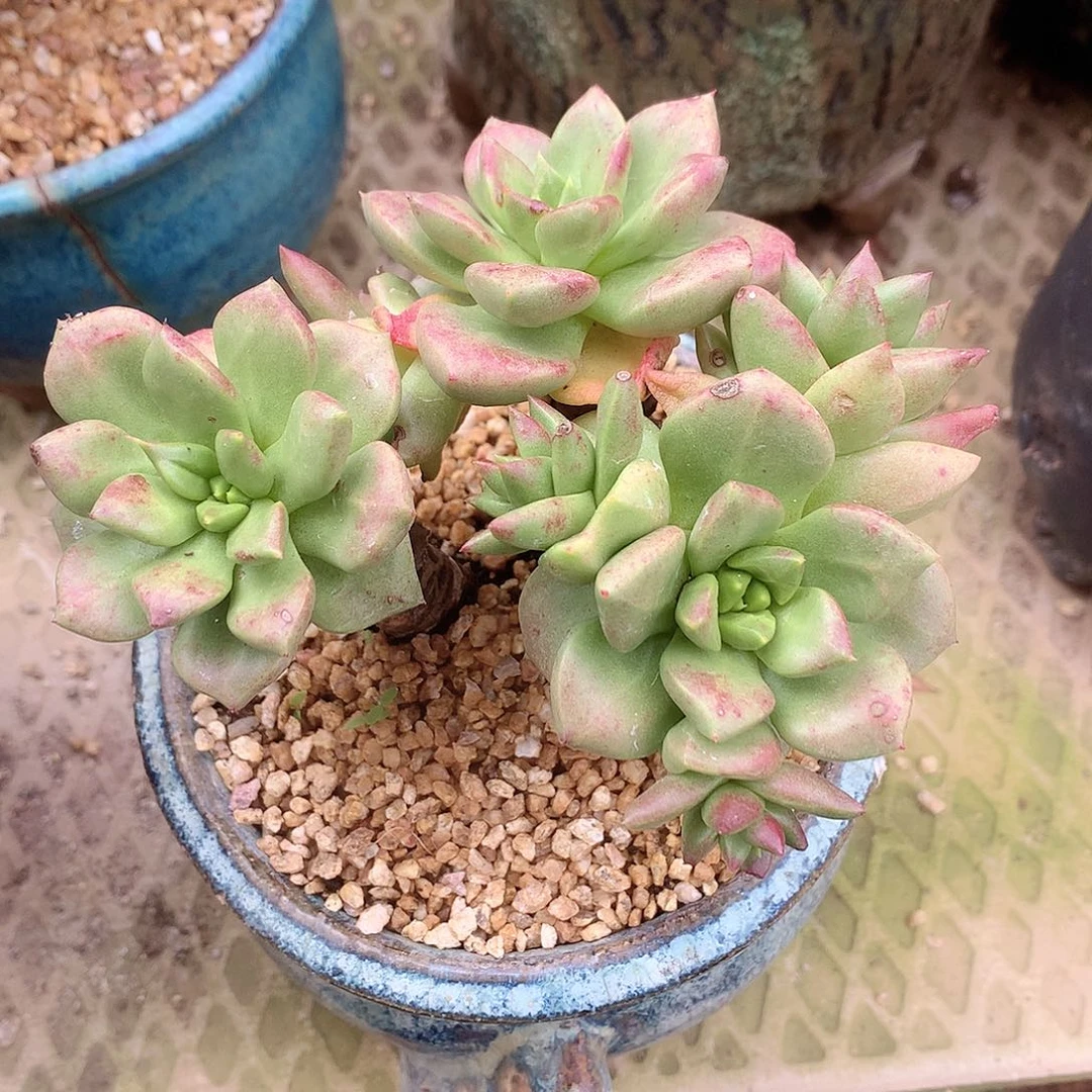 静***安1115青钢苹果叶仙女杯多肉