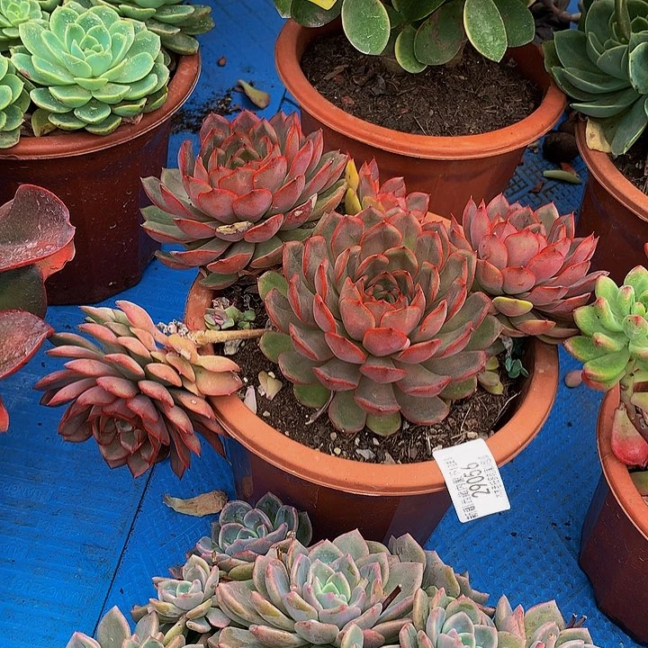 米****    冰红茶多肉29056