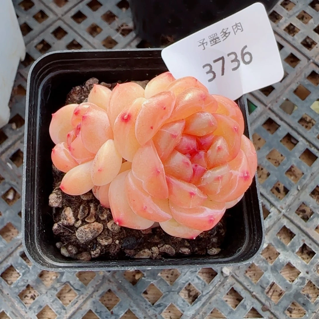 拿铁奶沫，3736多肉植物